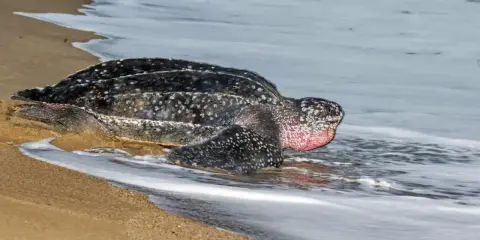 Tartaruga liuto, la tartaruga più grande del mondo, emerge dall'acqua sulla sabbia.