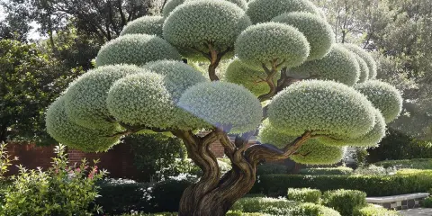 Arbre sculpté avec une taille en nuage, ses branches torsadées supportent des boules de verdure dense. Un jardin soigné l'entoure.