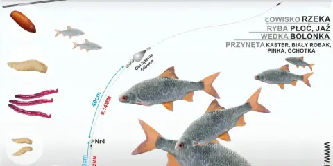 Ilustracja pokazuje zestaw wędkarski z przynętami i rybami. Widać spławik, żyłkę, obciążenie, haczyk z przynętą oraz płocie. Gumki do spławików są kluczowe dla stabilności zestawu.