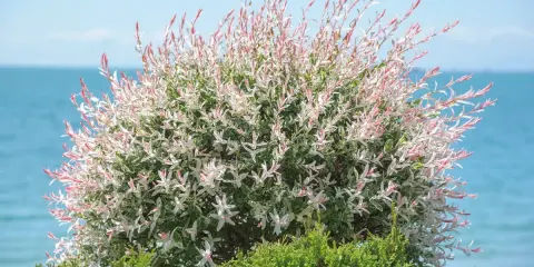 Un magnifique saule crevette sur tige, aux feuilles panachées de blanc et de rose, se dresse devant la mer bleue.