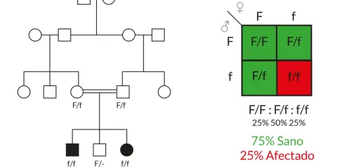 Árbol genealógico y cuadro de Punnett ilustran la **teoría de Mendel** sobre herencia, mostrando genotipos y fenotipos sanos y afectados.