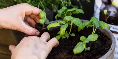 Händer planterar små basilika plantor i en kruka. Snart kan du odla basilika för matlagning.