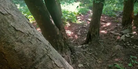Leśna ścieżka wije się między drzewami, tworząc niemal lacką ścianę płaczu z ich pni.