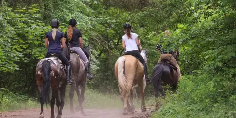 Quattro persone fanno passeggiate a cavallo in un bosco dell'Emilia Romagna, godendosi la natura.