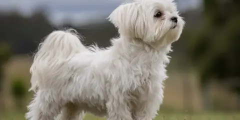 En söt malteser korthårig hund står i gräset och tittar uppåt.