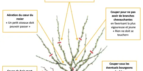 Illustration de la taille d'un rosier grimpant : aérer le cœur, couper le bois mort, et choisir les bourgeons pour une belle croissance.