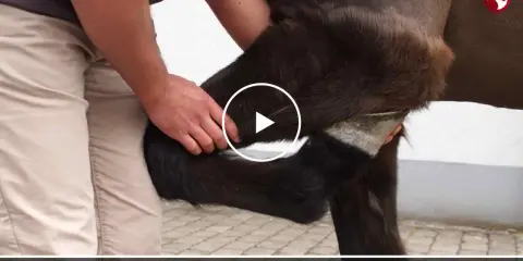 Tierarzt führt Eigenbluttherapie am Pferd durch. Blut wird entnommen, um das Immunsystem zu stärken.