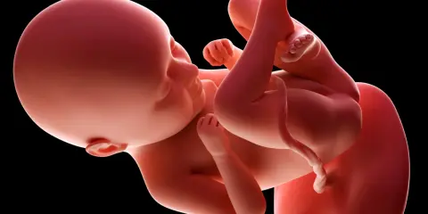 Płód w 35 tygodniu ciąży, gotowy do przyjścia na świat. Dziecko rozwija się w łonie matki, przygotowując się do narodzin.
