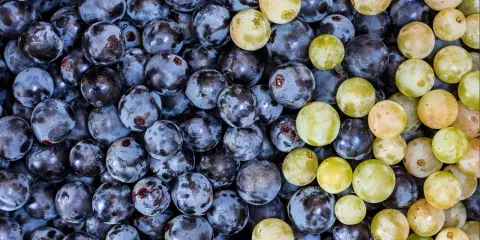 Nahaufnahme von dunklen und hellen Trauben, die an die Herstellung von Wein mit Sulfite erinnern.