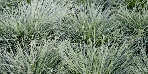 Gros plan sur des touffes de fetuque bleu, une graminée ornementale facile d'entretien, aux fines feuilles bleutées.