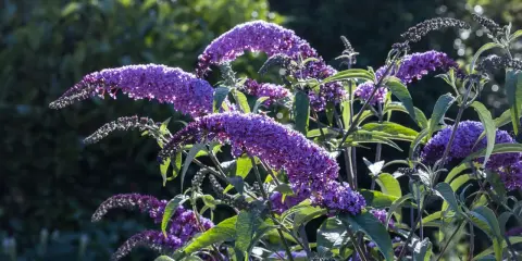 Fioletowe kwiatostany budlei dawida, gotowe do cięcia, przyciągają wzrok.