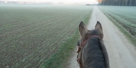 Pferd auf einem Feldweg, Nebel über den Feldern. Der richtige **trabstangen abstand** ist wichtig für ein gutes Training.