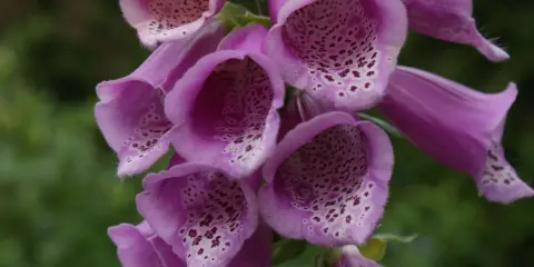 En klunga lila digitalis purpurea-blommor med prickiga insidor mot en grön bakgrund.