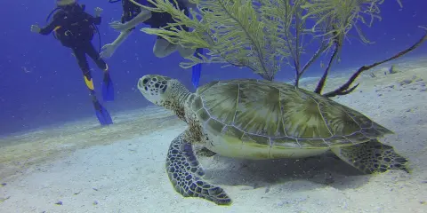 Una tartaruga marina comune nuota vicino a due subacquei in un fondale sabbioso.