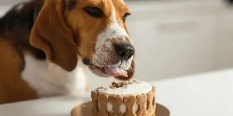 Un beagle porte un chapeau de fête et lèche un délicieux gâteau pour chien orné d'os en biscuit.