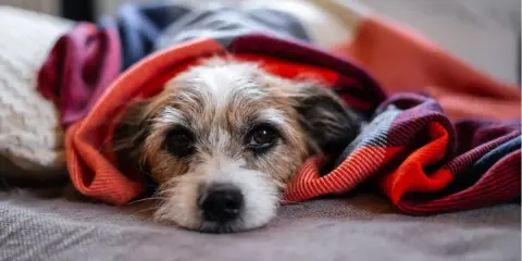 Mały piesek wtulony w ciepły koc. Czy pies może się zarazić grypą od człowieka? Z pewnością potrzebuje odpoczynku.