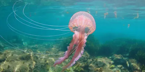 Una grande medusa rosa fluttua in acque limpide, con lunghi tentacoli che si estendono.