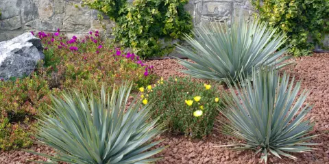 Un jardin sans pelouse avec des yuccas, des fleurs violettes et jaunes, des roches et un mur de pierre couvert de végétation.