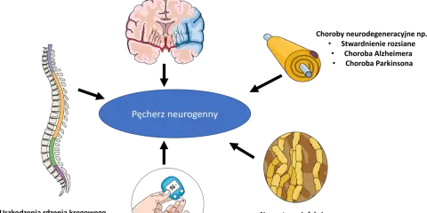 Ilustracja przedstawia mózg, rdzeń kręgowy, neuron i glukometr, które mogą wpływać na pęcherz neurogenny. Ćwiczenia na pęcherz neurogenny są kluczowe.