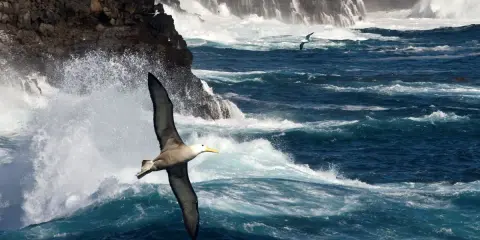 Un albatros volteggia maestoso tra onde impetuose e scogliere battute dal vento, un'immagine che evoca la poesia del mare.