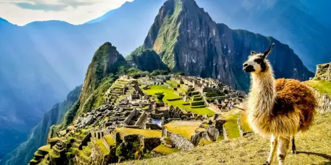 Machu Picchu, gdzie jest? W Andach, z lamą na pierwszym planie, w otoczeniu gór i ruin.