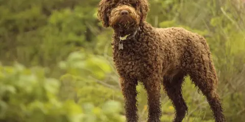 Brązowy lagotto romagnolo z kręconą sierścią stoi na tle zieleni.