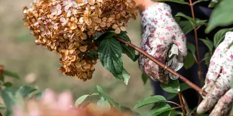 Ręce w kwiecistych rękawiczkach przycinają uschnięte kwiatostany hortensji. Właściwe cięcie to klucz do zdrowego wzrostu.
