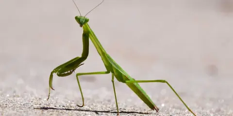 A green praying mantis stands alert on sandy ground, its forelegs raised, a sign of praying mantis season.