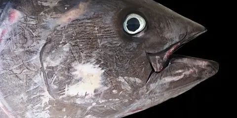 Primo piano di un tonno, un pesce che vive negli oceani, con la bocca aperta e l'occhio visibile.