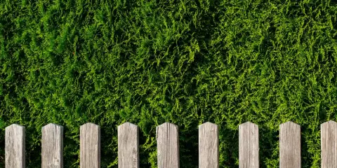 Une clôture en bois remplace une haie de thuyas, offrant une nouvelle délimitation visuelle.