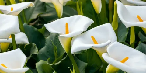 Un par d'arum blanc, leurs pétales immaculés ornés de perles de rosée, se dressent fièrement parmi le feuillage luxuriant.