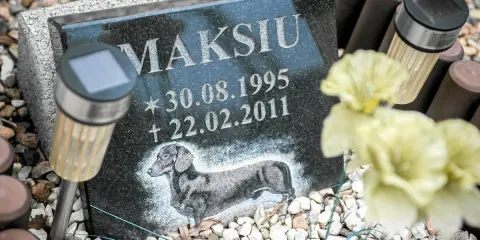 Pies na cmentarzu? Co mówią przepisy i jak uniknąć mandatu?
