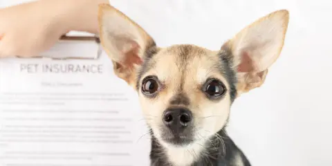 Mały piesek patrzy w obiektyw. Obok dokument "PET INSURANCE". Czy to przyszły pacjent behawiorysty?