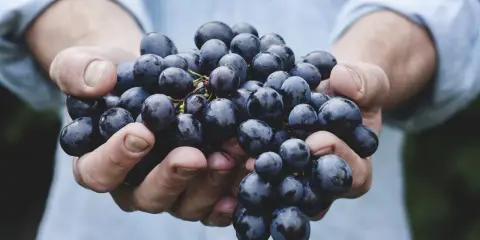 Dłonie trzymające kiść ciemnych winogron. Zastanawiasz się, ile kalorii mają winogrona? Są niskokaloryczne i pełne witamin.