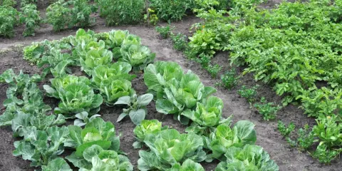 Rzędy dorodnej kapusty w pełnym rozkwicie, obok innych warzyw. To piękny widok udanej uprawy kapusty.