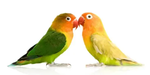 Due inseparabili pappagallini si guardano. Scopri come capire se un pappagallo è maschio o femmina osservando i loro colori vivaci.