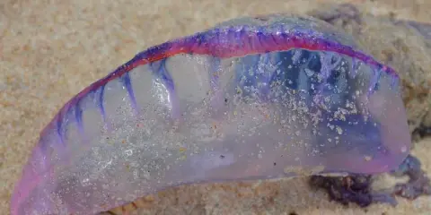 Un Physalia physalis, noto anche come caravella portoghese, spiaggiato sulla sabbia. I suoi colorati tentacoli medusa brillano sotto il sole.