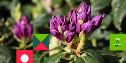 Fioletowe pąki rododendronu, niektóre z widocznymi oznakami chorób, na tle zieleni.
