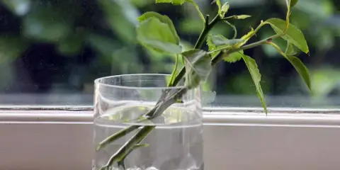 Des tiges de rosier en train de bouturer dans un verre d'eau, sur un rebord de fenêtre.