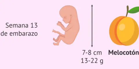 Bebé de 13 semanas de embarazo, mide 7-8 cm y pesa 13-22 g, similar a un melocotón.