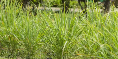 Lush green lemongrass plants grow in a garden. This image makes you wonder if lemongrass can survive winter.