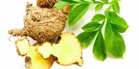 Bulwa konjac, znana też jako Amorphophallus konjac, z zielonymi liśćmi. Pokazuje, konjac co to jest za roślina.