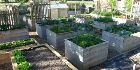 Un petit potager bien entretenu avec des bacs en bois remplis de légumes verts, de choux et d'herbes.