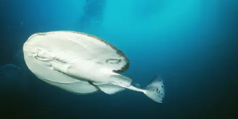 Biała ryba płynąca pod prąd, z ciemnymi plamami na ogonie, w głębokim, błękitnym oceanie.