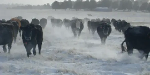 Cattle herd running through snow. Some plants can contain prussic acid, a dangerous toxin for livestock.