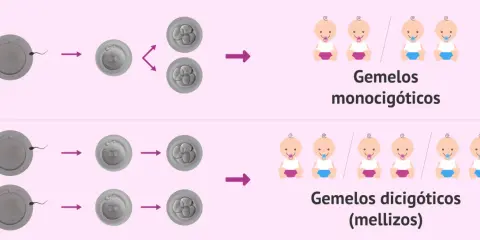 Ilustración muestra cómo un espermatozoide fecunda un óvulo, dando lugar a gemelos monocigóticos o dicigóticos. Tener gemelos depende del hombre o de la mujer.