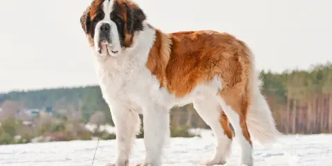 Un majestueux chien de race Saint-Bernard, rappelant le chien Beethoven, se tient fièrement dans la neige.