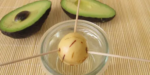 Préparation pour faire pousser un avocat : un noyau est suspendu dans un verre d'eau avec des cure-dents, à côté de deux moitiés d'avocat.