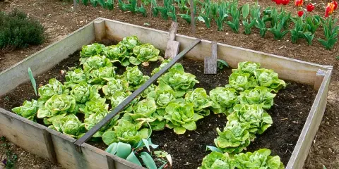 Carré potager en bois rempli de jeunes salades vertes. Tulipes en arrière-plan.