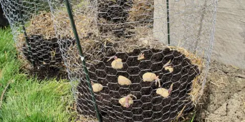 Une tour à pomme de terre en construction, avec des tubercules plantés dans la terre et entourés de paille, protégée par un grillage.
